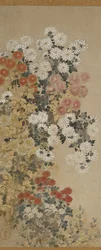 Chrysanthèmes